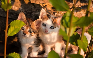 selective focus photography of two Calico kittens